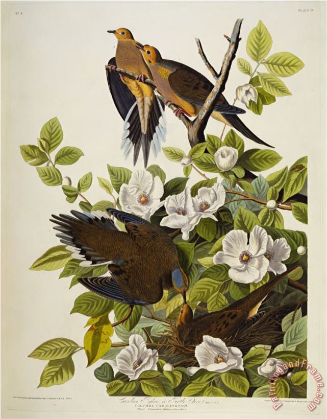 John James Audubon Carolina Turtledove Mourning Dove Zenaida Macroura Plate Xvii From The Birds of America Art Print