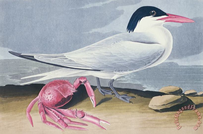 Cayenne Tern painting - John James Audubon Cayenne Tern Art Print