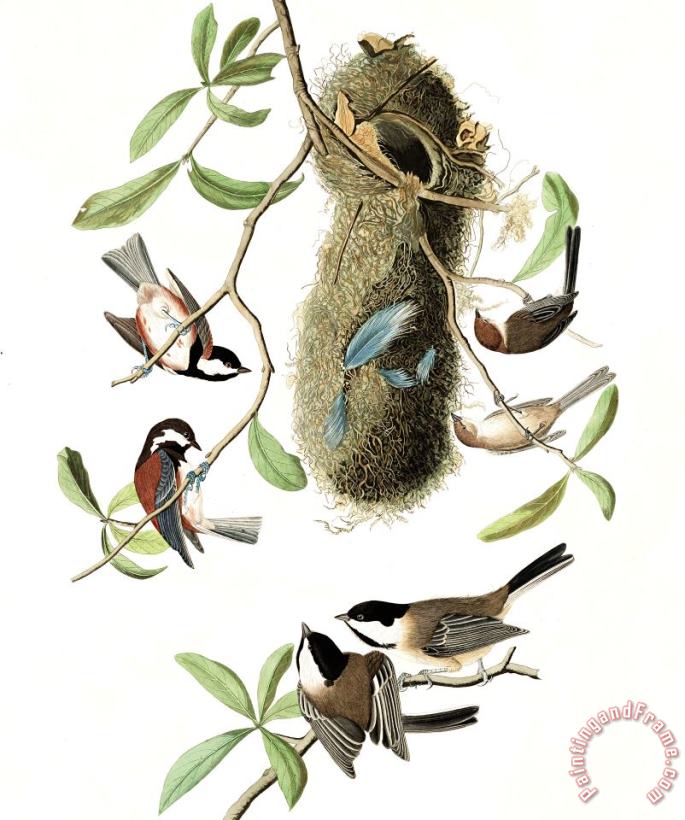 John James Audubon Chesnut Backed Titmouse, Black Capt Titmouse, Chesnut Crowned Titmouse Art Painting