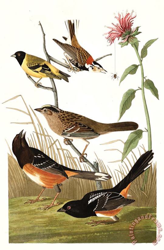 John James Audubon Chestnut Coloured Finch, Black Headed Siskin, Black Crown Bunting, Arctic Ground Finch Art Painting