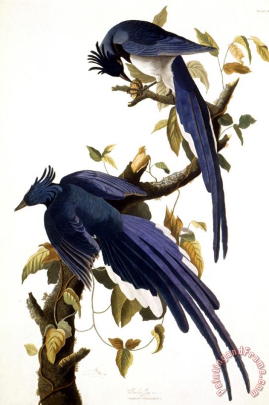 Columbia Jay 1830 painting - John James Audubon Columbia Jay 1830 Art Print