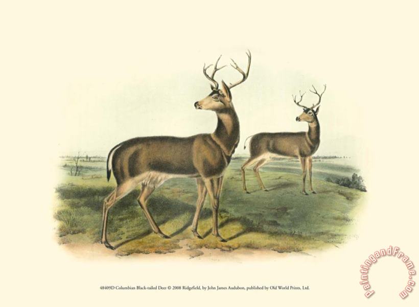 John James Audubon Columbian Black Tailed Deer Art Painting