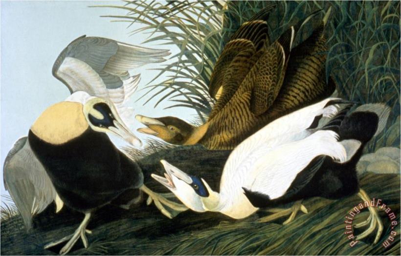 John James Audubon Common Eider Eider Duck Art Print