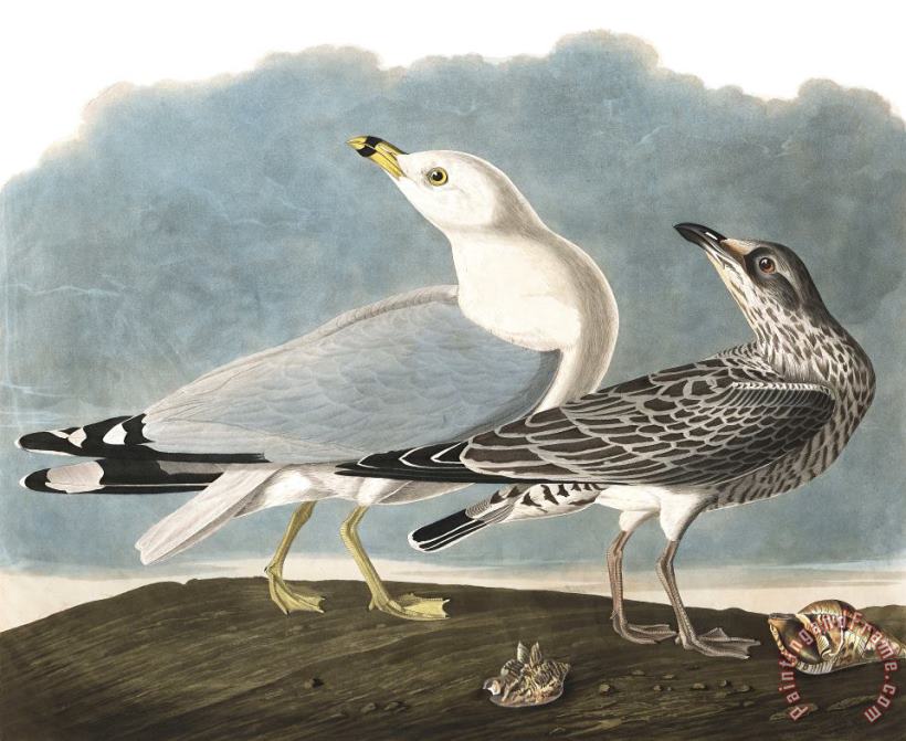 Common Gull painting - John James Audubon Common Gull Art Print