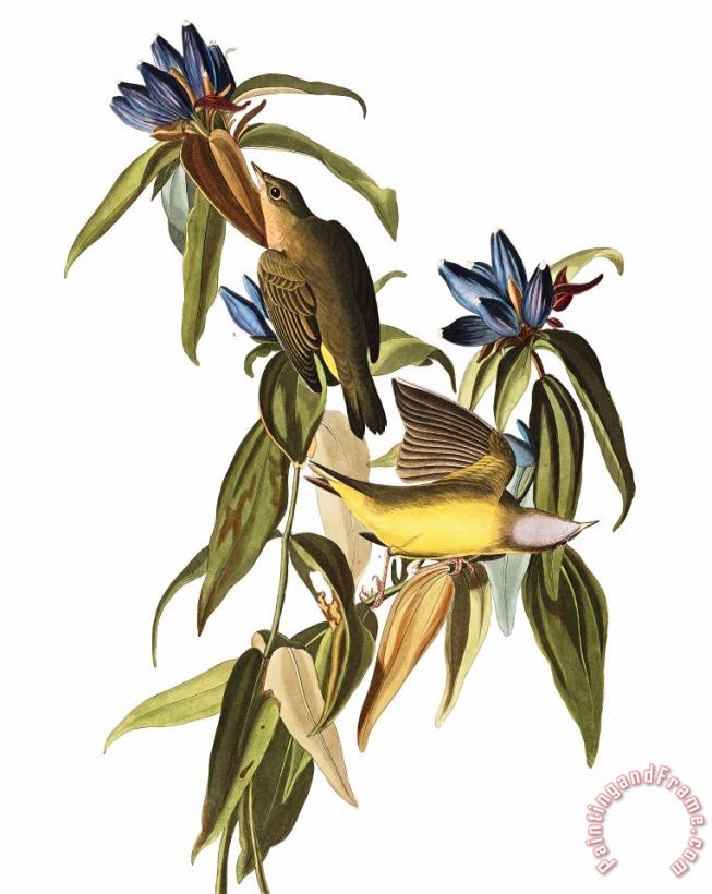 Connecticut Warbler painting - John James Audubon Connecticut Warbler Art Print