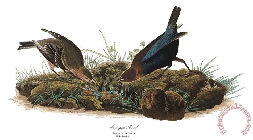 John James Audubon Cow Pen Bird Art Print
