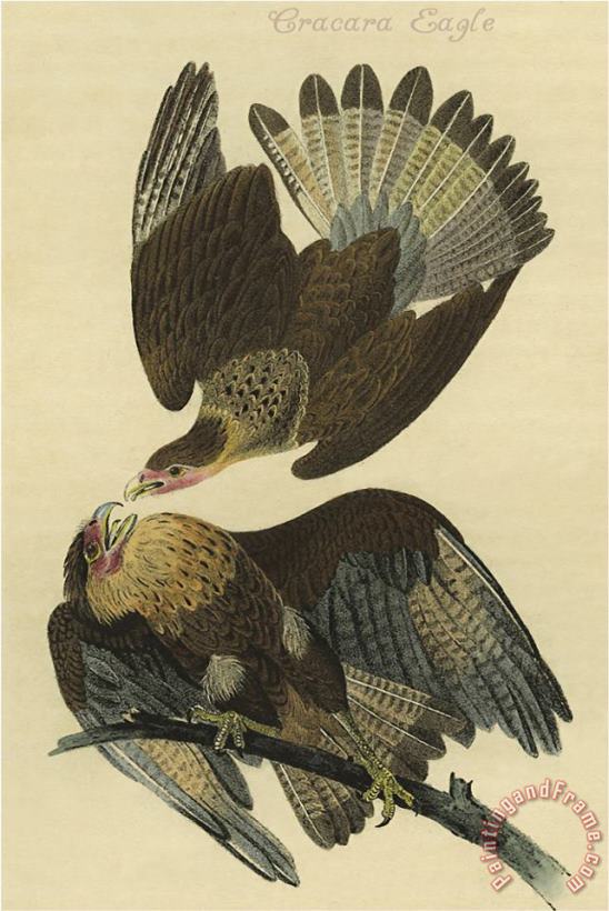 Cracara Eagle painting - John James Audubon Cracara Eagle Art Print