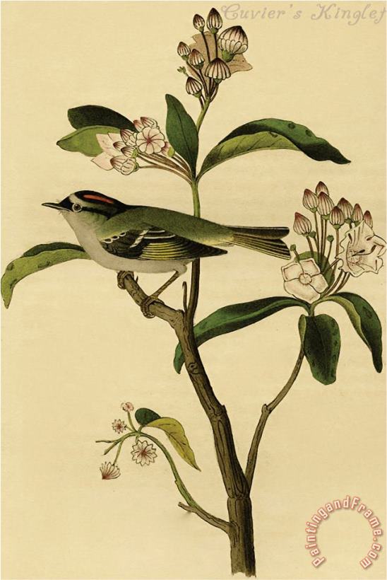 John James Audubon Cuvier S Kinglet Art Painting