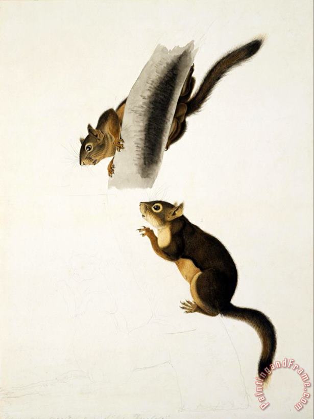 John James Audubon Douglas's Squirrel Art Painting