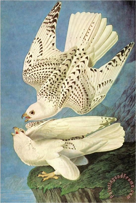Falcons painting - John James Audubon Falcons Art Print