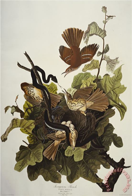 John James Audubon Ferruginous Thrush Brown Thrasher Toxostoma Rufum Plate Cxvi From The Birds of America Art Painting