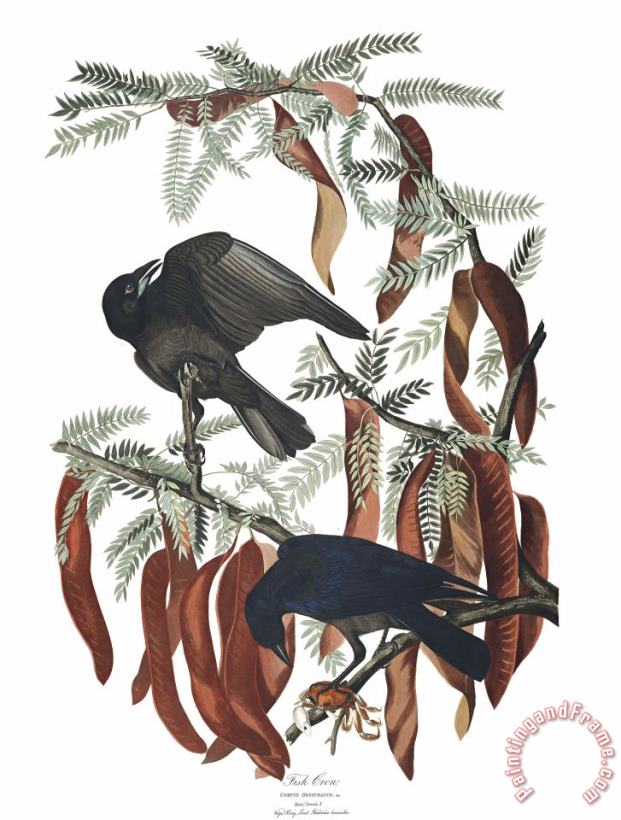 John James Audubon Fish Crow Art Print