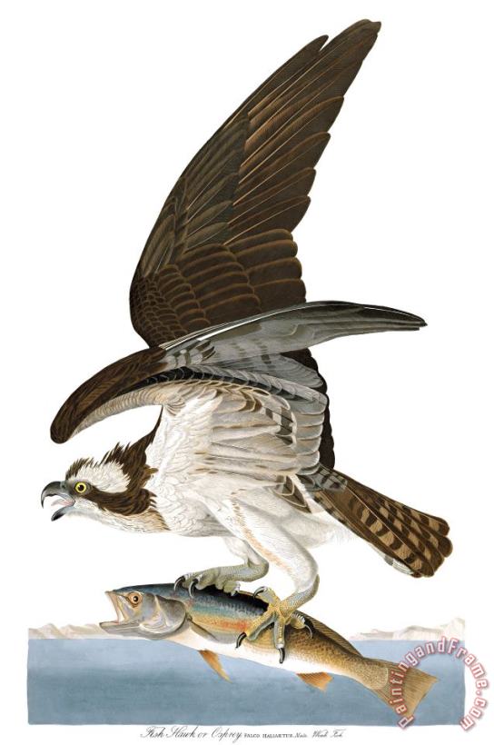 Fish Hawk, Or Osprey painting - John James Audubon Fish Hawk, Or Osprey Art Print