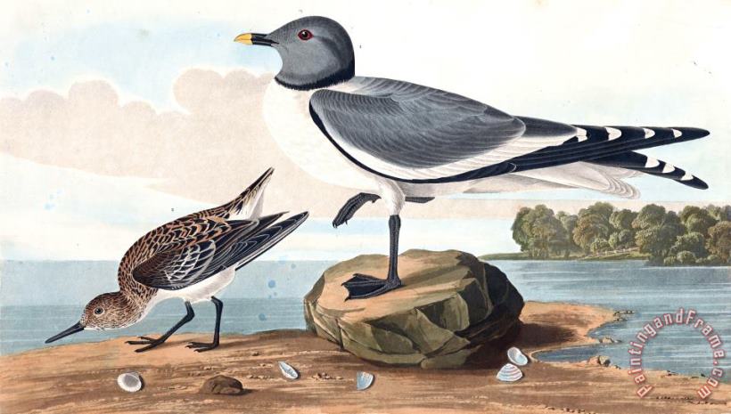 John James Audubon Fork Tailed Gull Art Painting