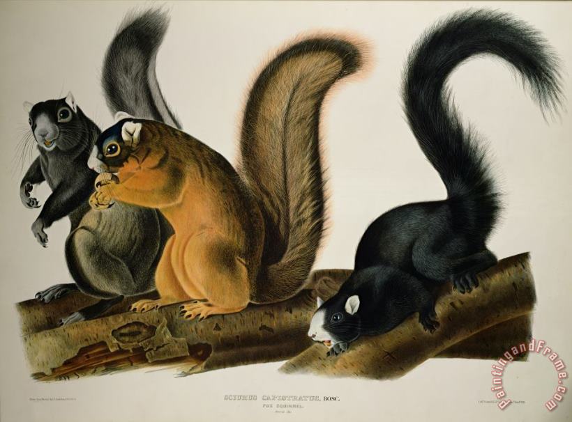 John James Audubon Fox Squirrel Art Painting