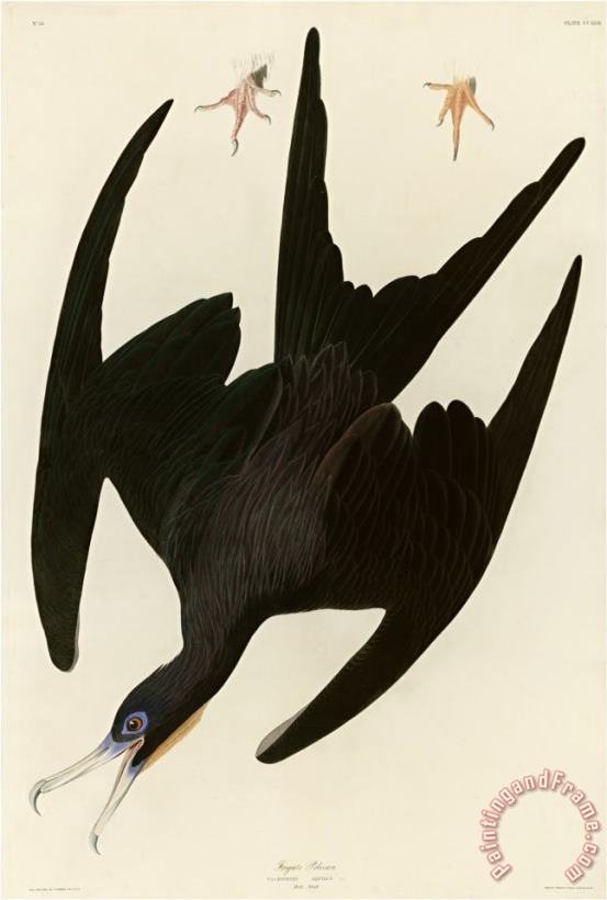 Frigate Pelican painting - John James Audubon Frigate Pelican Art Print