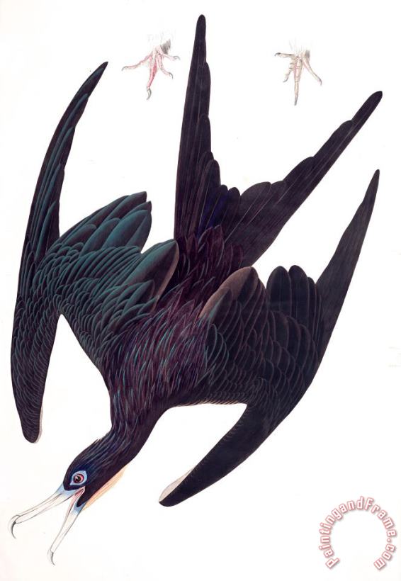John James Audubon Frigate Pelican Art Print