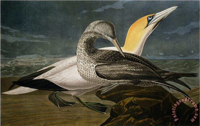 John James Audubon Gannets From Birds of America Art Print