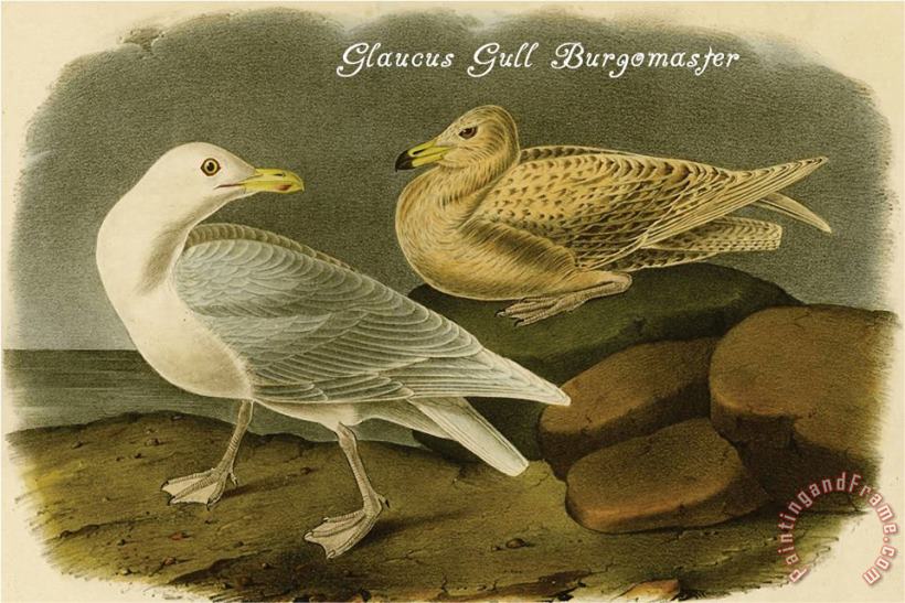 John James Audubon Glaucus Gull Burgomaster Art Painting