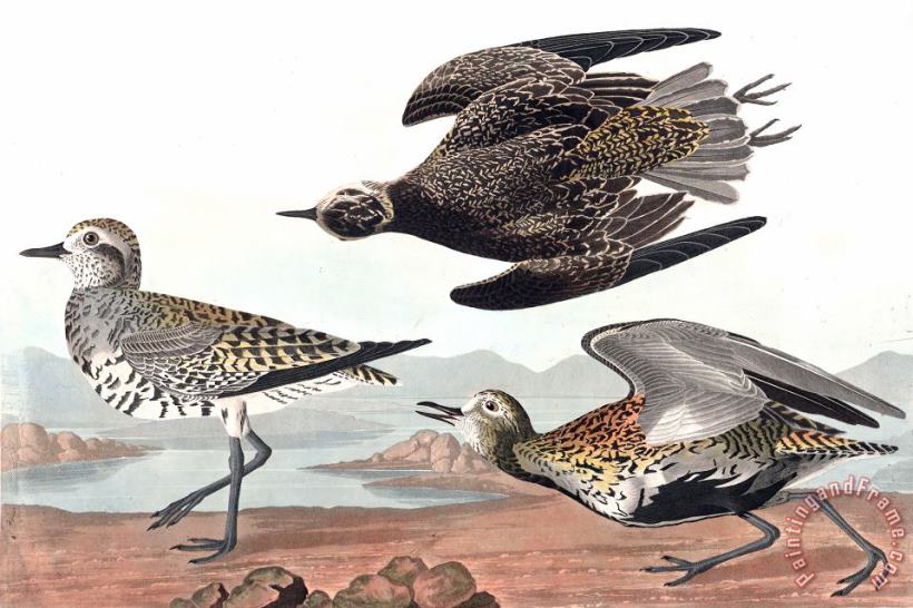 John James Audubon Golden Plover Art Print