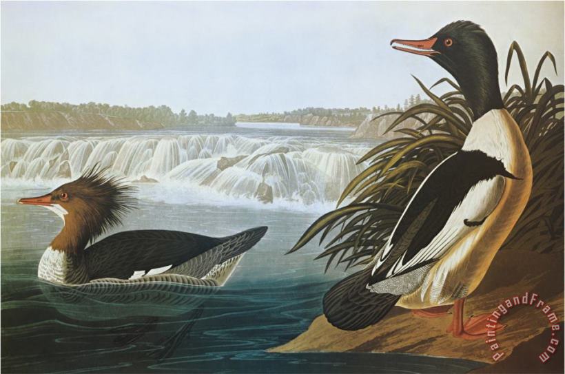 Goosander painting - John James Audubon Goosander Art Print