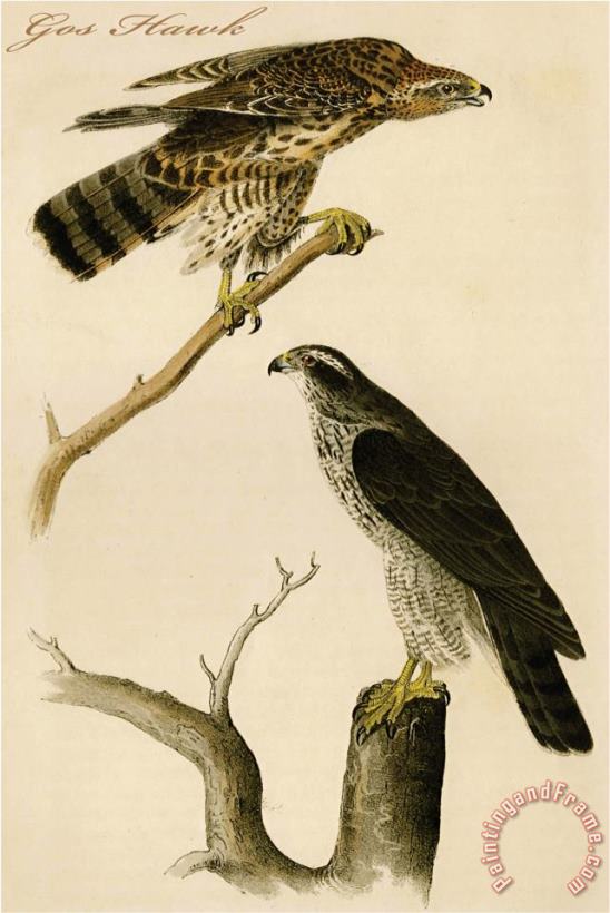 Gos Hawk painting - John James Audubon Gos Hawk Art Print