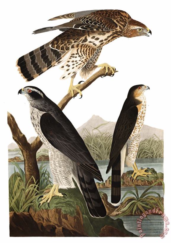 John James Audubon Goshawk, Or Stanley Hawk Art Painting
