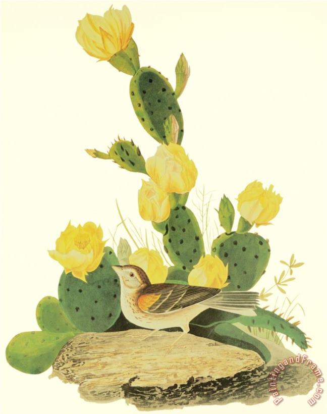 John James Audubon Grass Finch Or Bay Winged Bunting Art Print