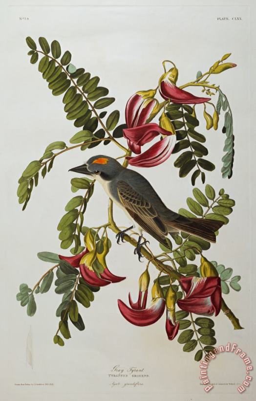 Gray Tyrant painting - John James Audubon Gray Tyrant Art Print