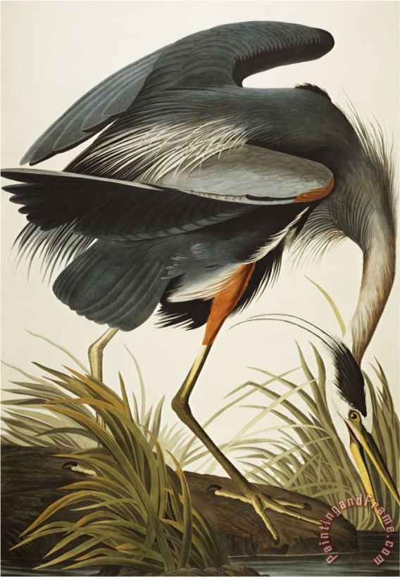 John James Audubon Great Blue Heron Ardea Herodias Plate Ccxi From The Birds of America Art Print