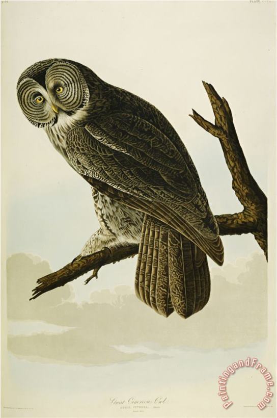 John James Audubon Great Cinereous Owl Art Painting