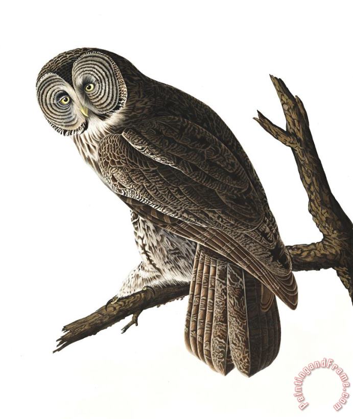 Great Cinereous Owl painting - John James Audubon Great Cinereous Owl Art Print