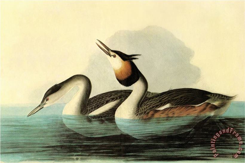 John James Audubon Great Crested Grebe Art Painting