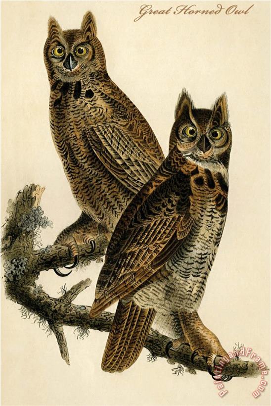 Great Horned Owl painting - John James Audubon Great Horned Owl Art Print
