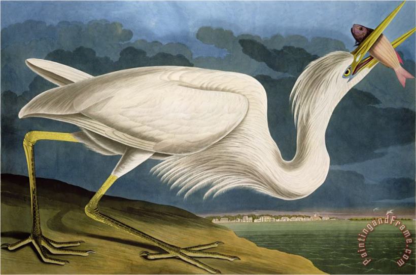 John James Audubon Great White Heron From Birds of America Art Print