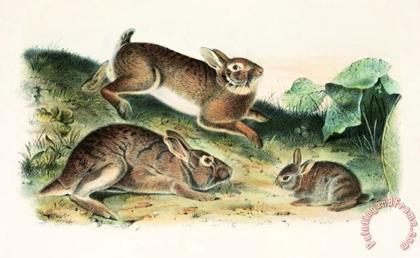 John James Audubon Grey Rabbit Art Painting