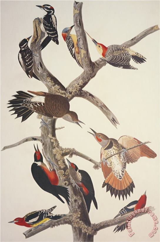 John James Audubon Hairy Woodpecker Art Painting