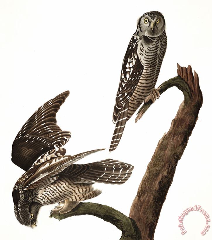 John James Audubon Hawk Owl Art Painting