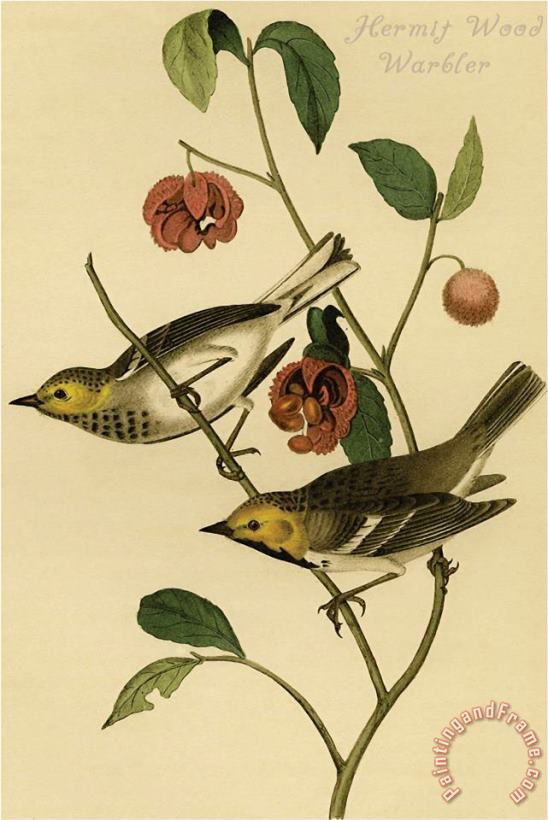 Hermit Wood Warbler painting - John James Audubon Hermit Wood Warbler Art Print