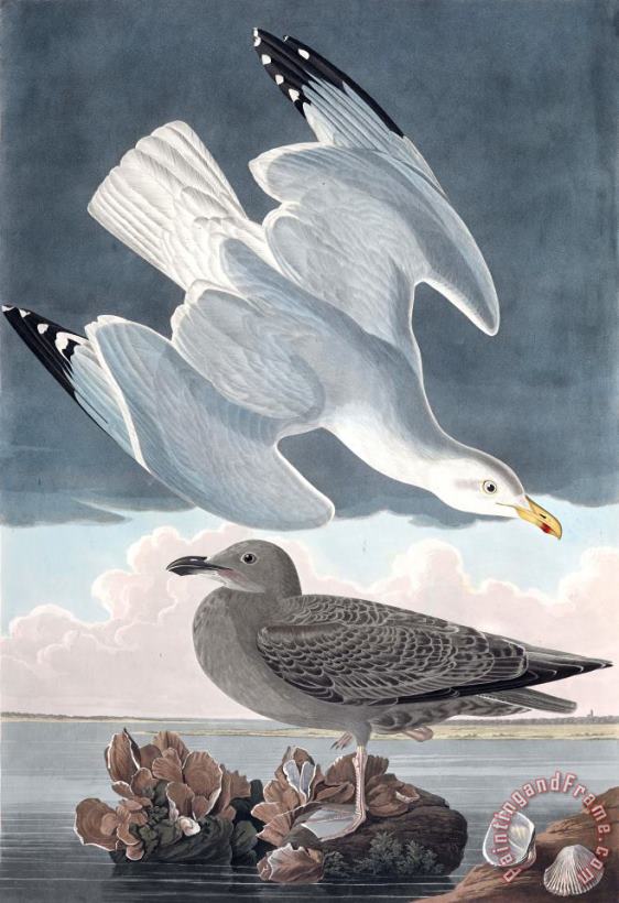 Herring Gull painting - John James Audubon Herring Gull Art Print