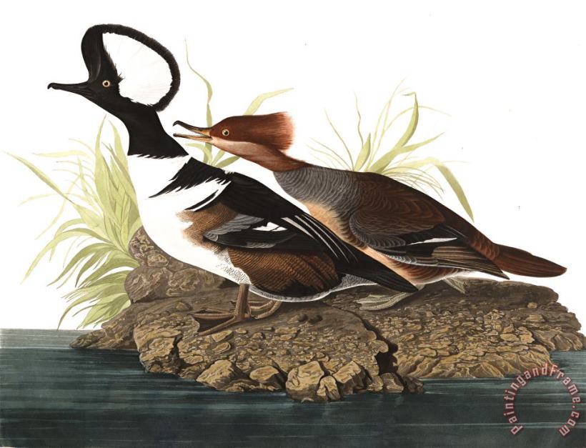 John James Audubon Hooded Merganser Art Painting
