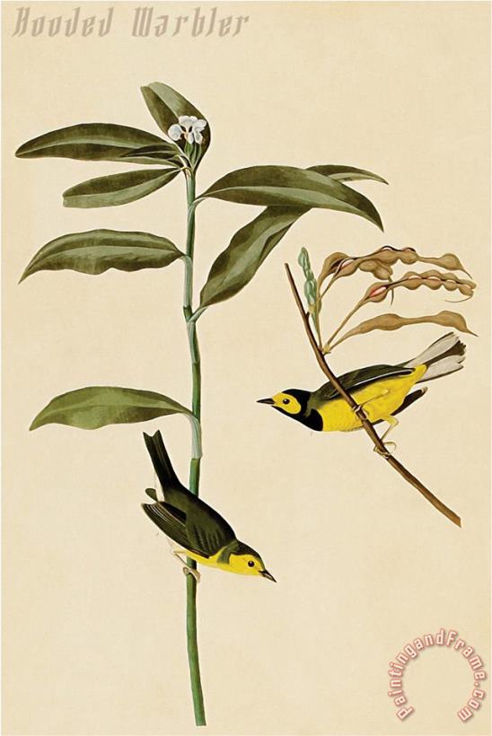 John James Audubon Hooded Warbler Art Painting