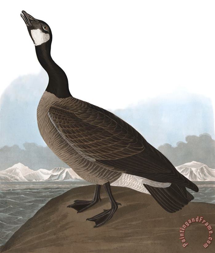 Hutchins's Barnacle Goose painting - John James Audubon Hutchins's Barnacle Goose Art Print