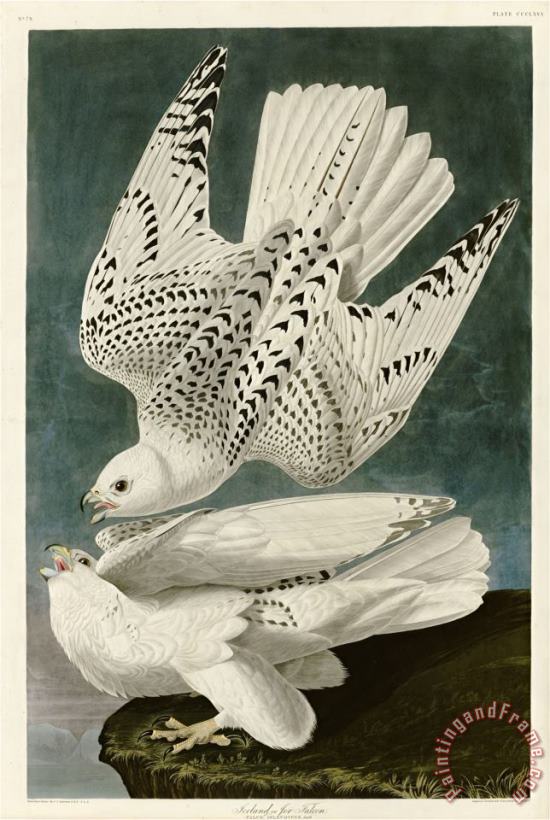 John James Audubon Iceland Or Jer Falcon Art Painting