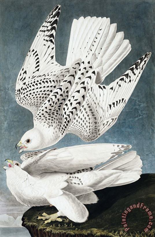 John James Audubon Iceland, Or Jer Falcon Art Painting