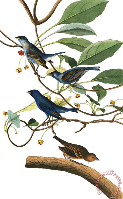 John James Audubon Indigo Bird Art Painting
