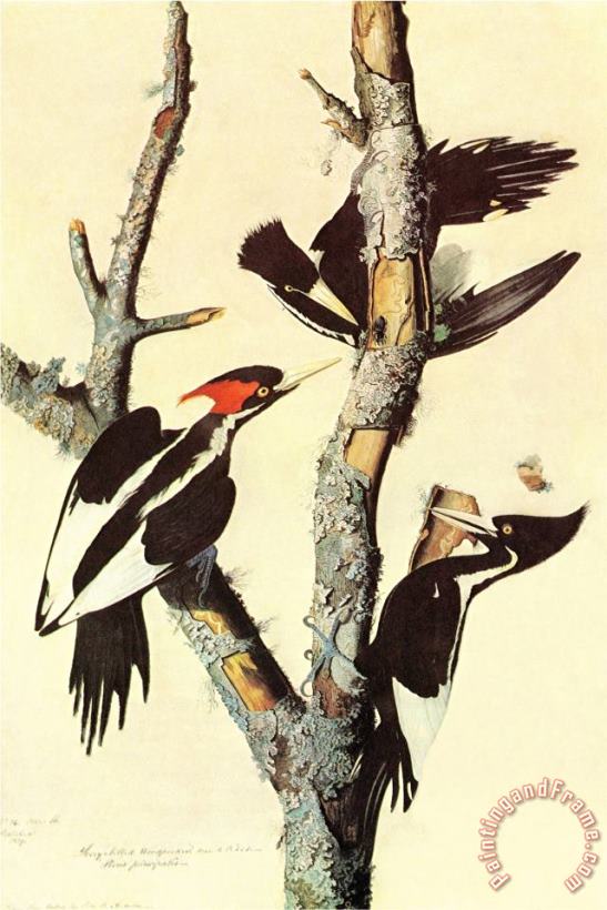 John James Audubon Ivory Billed Woodpecker Art Painting