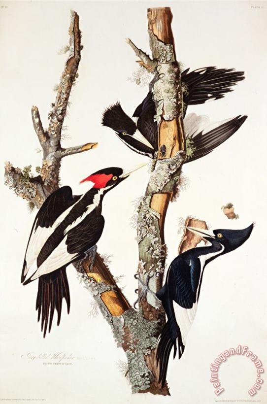 John James Audubon Ivory Billed Woodpecker 1829 Art Painting