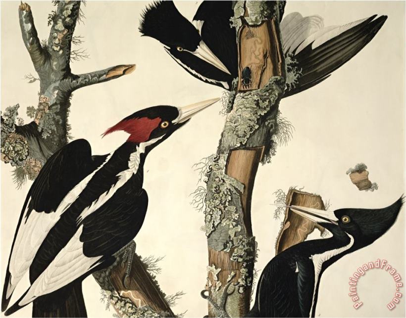 Ivory Billed Woodpecker From Birds of America Engraved by Robert Havell painting - John James Audubon Ivory Billed Woodpecker From Birds of America Engraved by Robert Havell Art Print