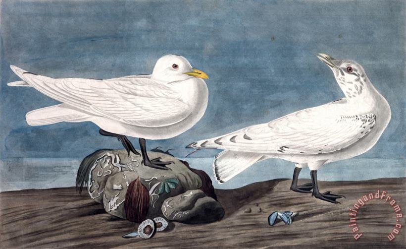 John James Audubon Ivory Gull Art Painting